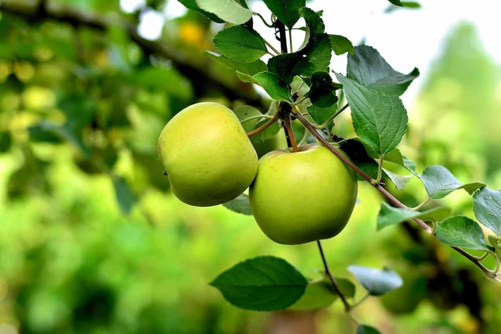 M9 Apple